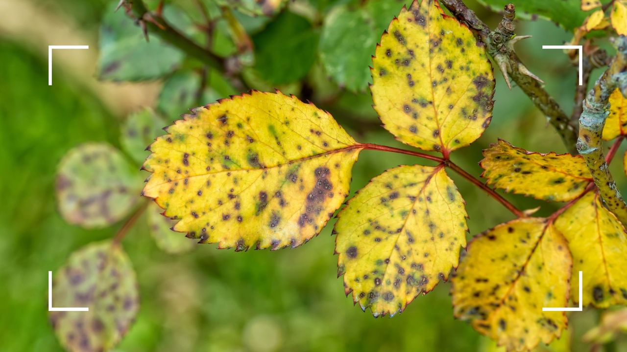Why are my rose bush leaves turning yellow? Garden experts reveal the