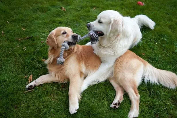 Top Dog Breeds That Break Rules (and Your Patience)