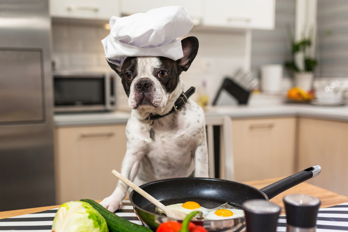 Frenchies, Labs & Yorkies Are Loving These Simple DIY Kibble Topper Recipes