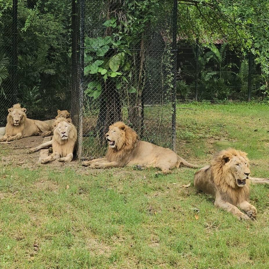 Zookeeper mauled to death by lions at safari park in Thailand