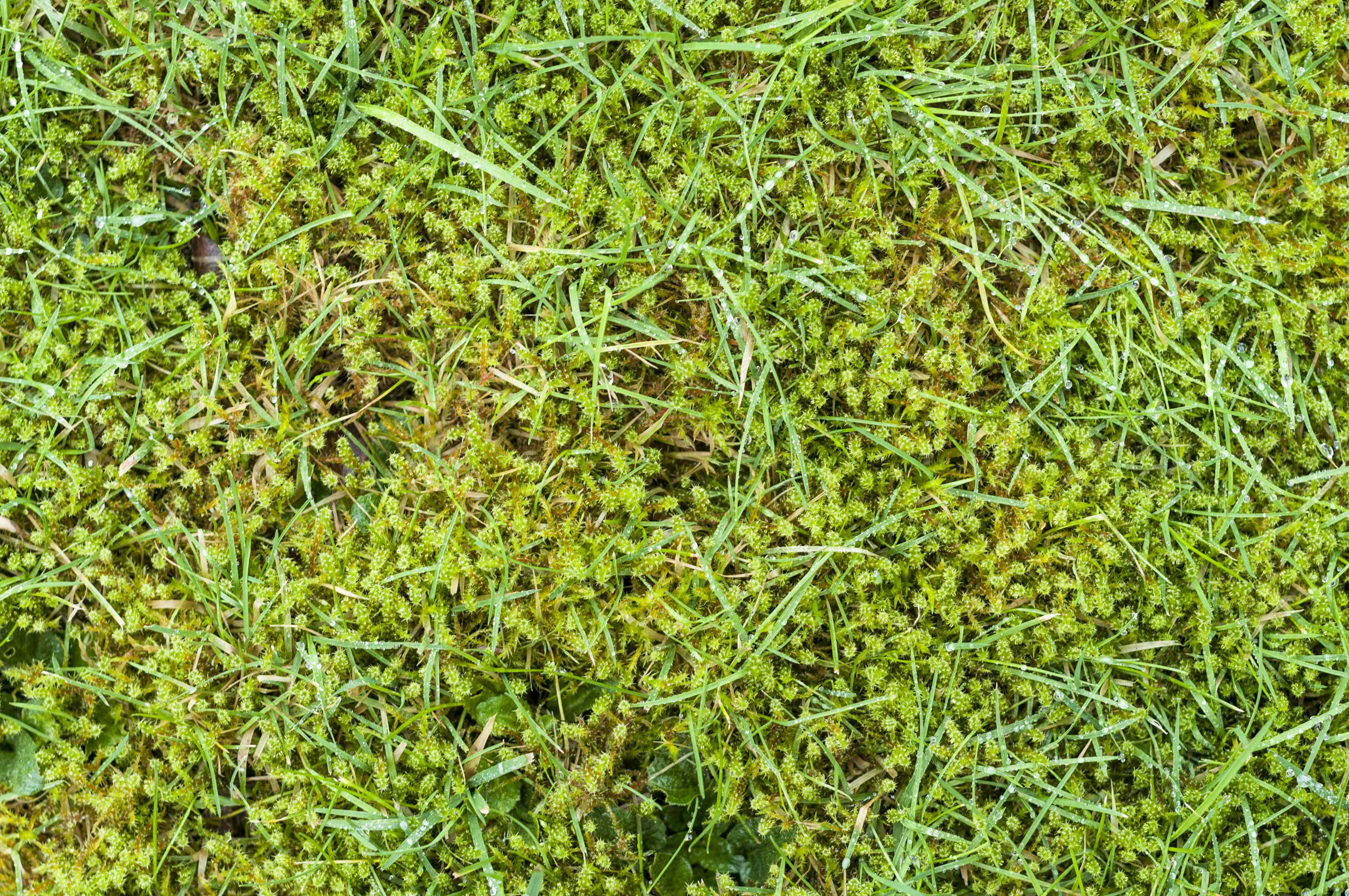 What To Do If Moss Starts Growing In Your Yard