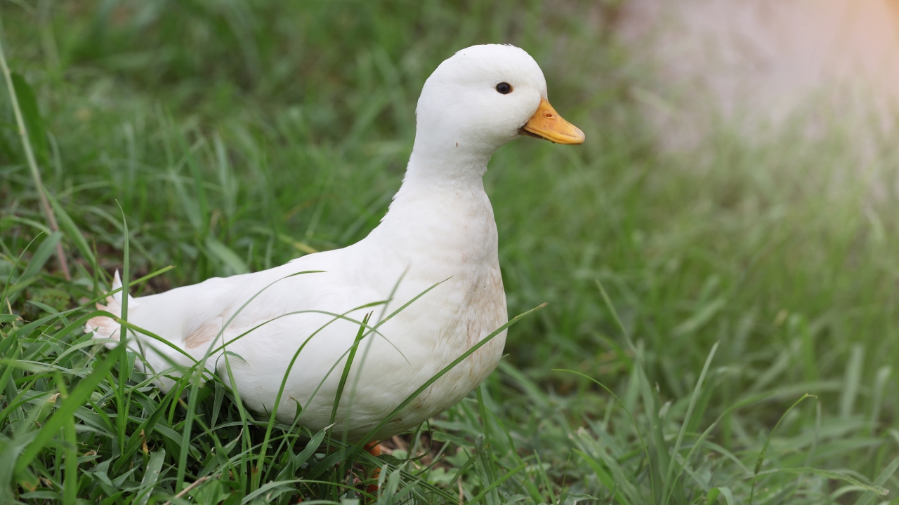 9 cute duck breeds you can raise at home