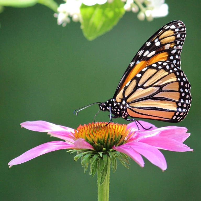 What are native plants and where to find them