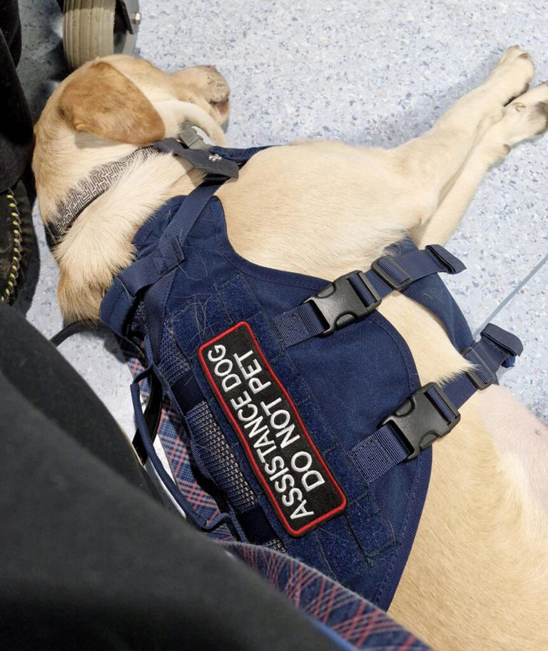 Disabled student “constantly refused” entry to shops with assistance dog