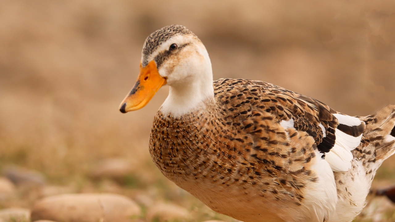 9 cute duck breeds you can raise at home