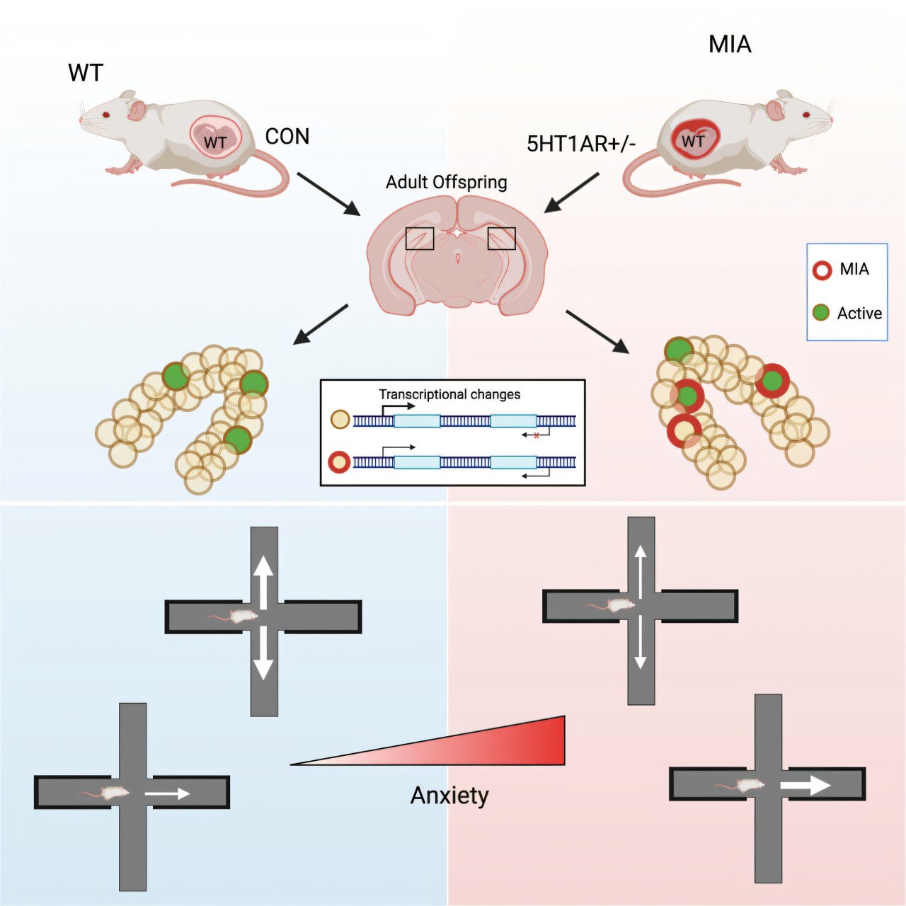 Inflammation during pregnancy may prime offspring for anxiety