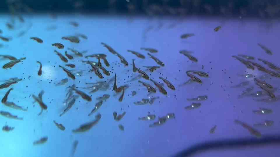 Picture of Breeding Goldfish for Beginners: How to Create Thousands of Babies