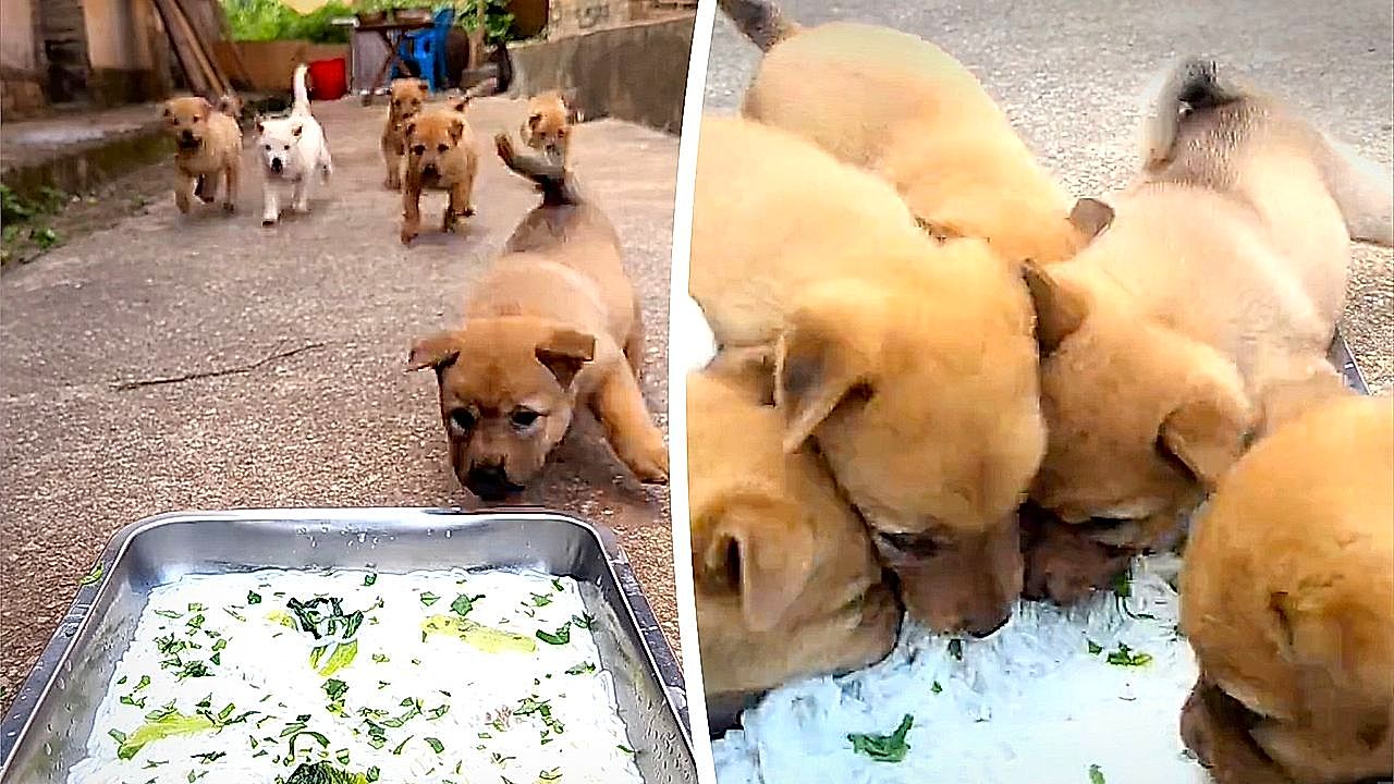 Heart melting moment! A puppy race at dinner time