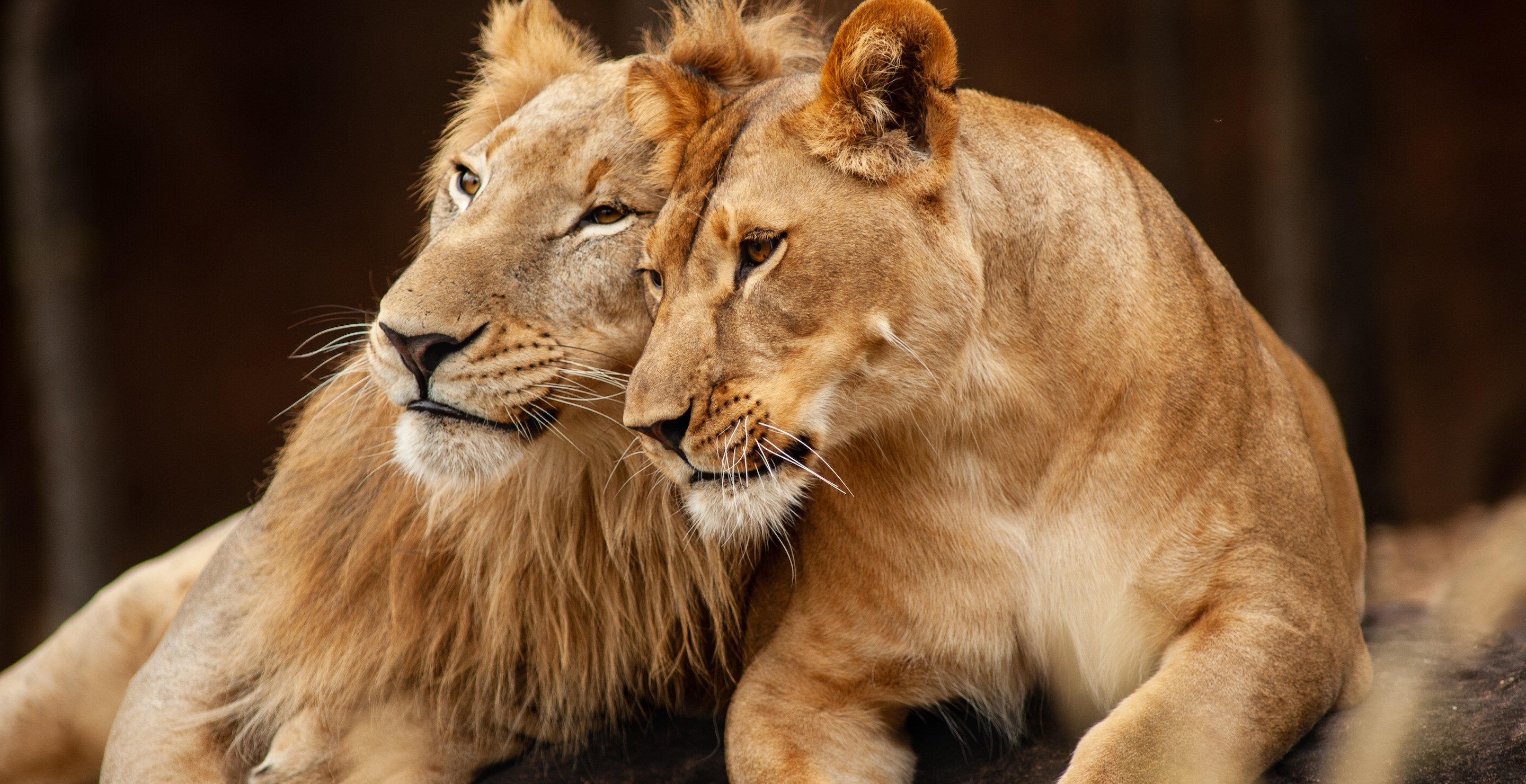 Zookeeper Mauled To Death By Pack Of Lions In Front Of Terrified Visitors(02)