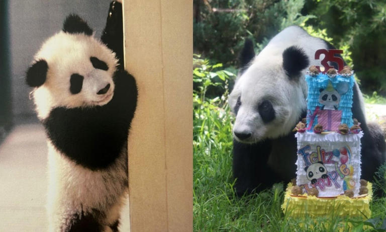 Ahora mantener a un panda gigante fuera de China hoy implica un costo anual aproximado de 1 millón de dólares.