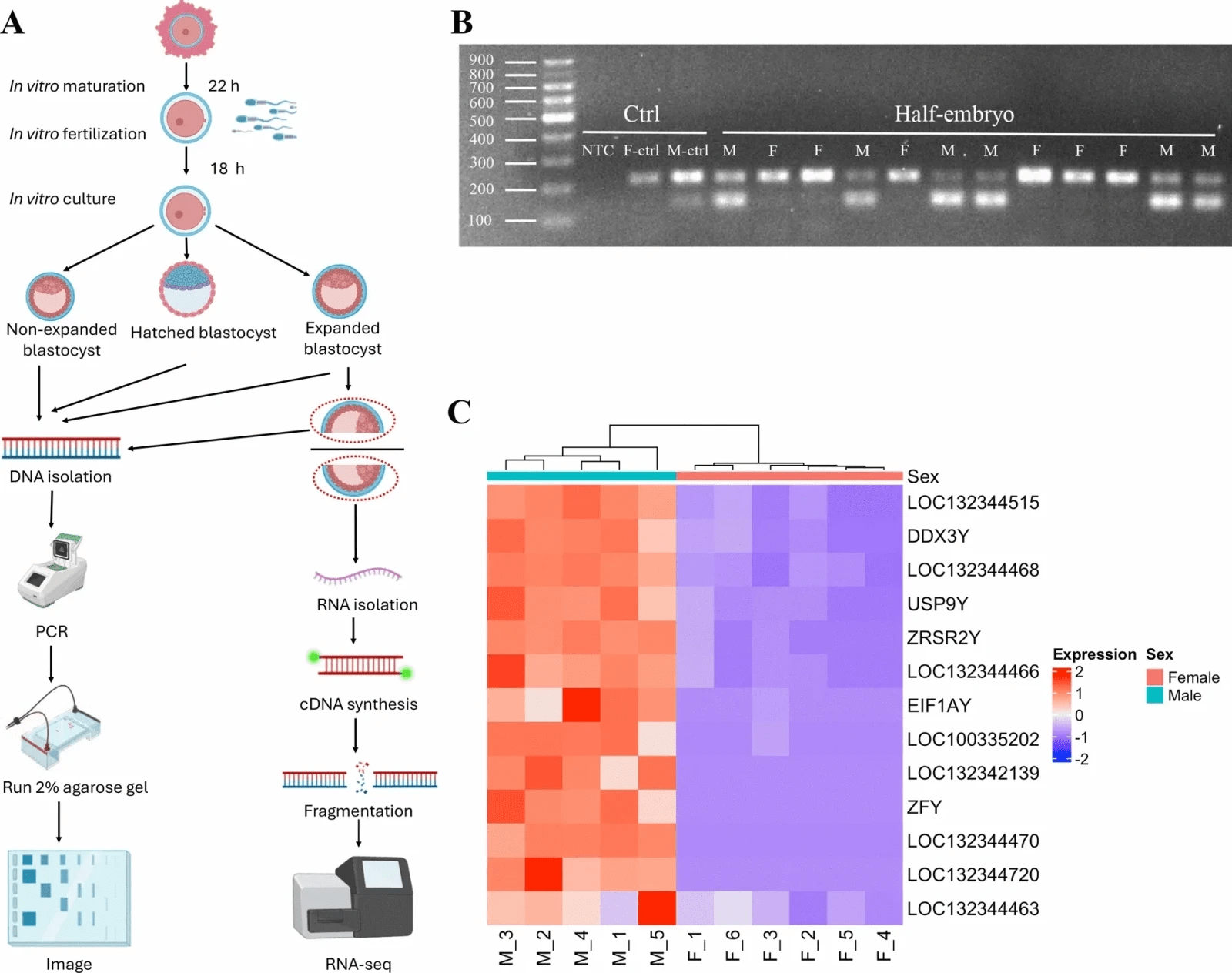 Male embryos grow faster: Breakthrough study reveals genetic reasons why