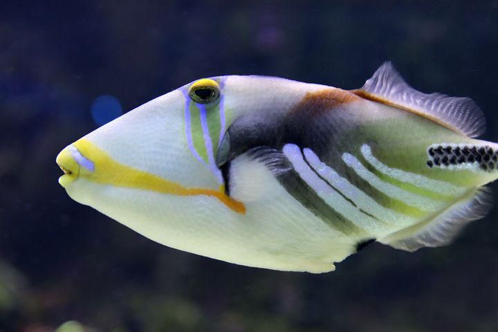 7 Ikan Ajaib yang Bisa Berenang Mundur