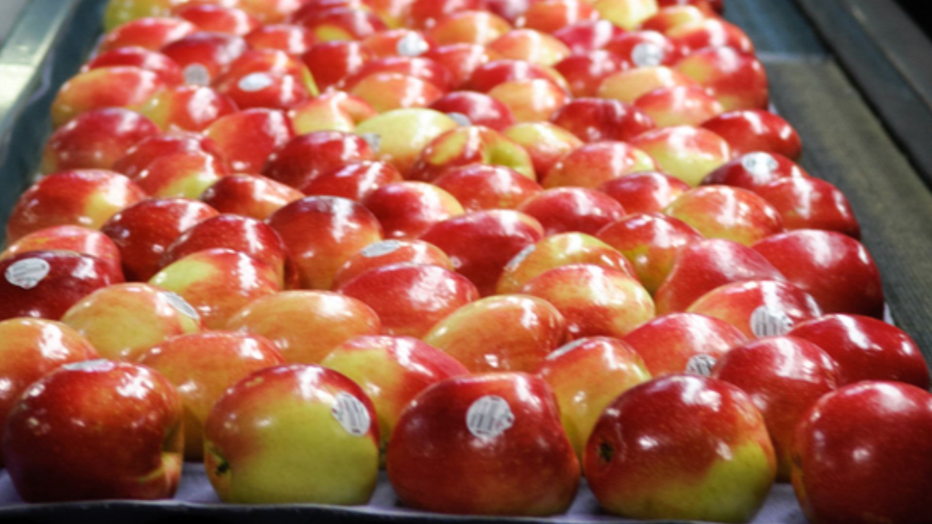 Les 10 meilleures pommes à acheter et 10 mauvaises à éviter — free download