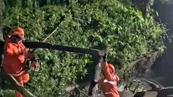 Hujan Deras Guyur Tasikmalaya, Pohon Tumbang Sebabkan Bencana