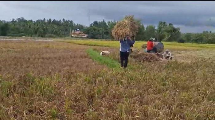 Pemko Pariaman Turunkan Tim Pengendali Hama Wereng