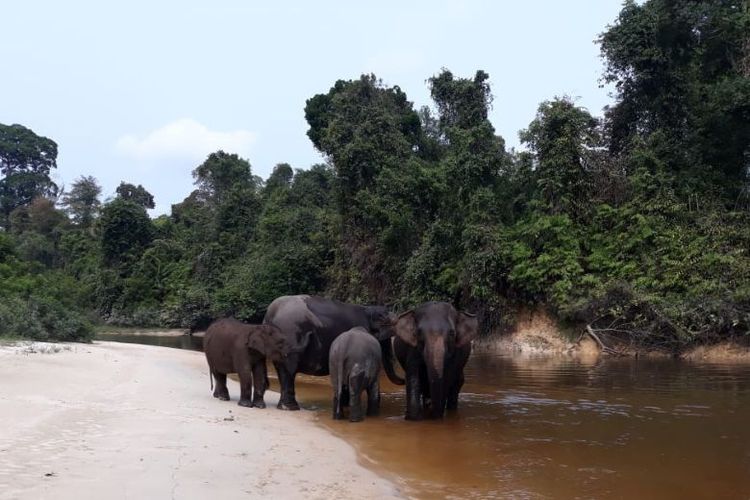 Dari Tesso Nilo, Erwin Daulay Merawat Gajah dan Hutan
