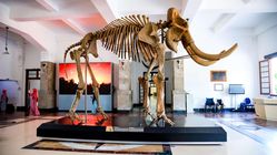 Jelajahi Dunia Dinosaurus di Museum Geologi Bandung