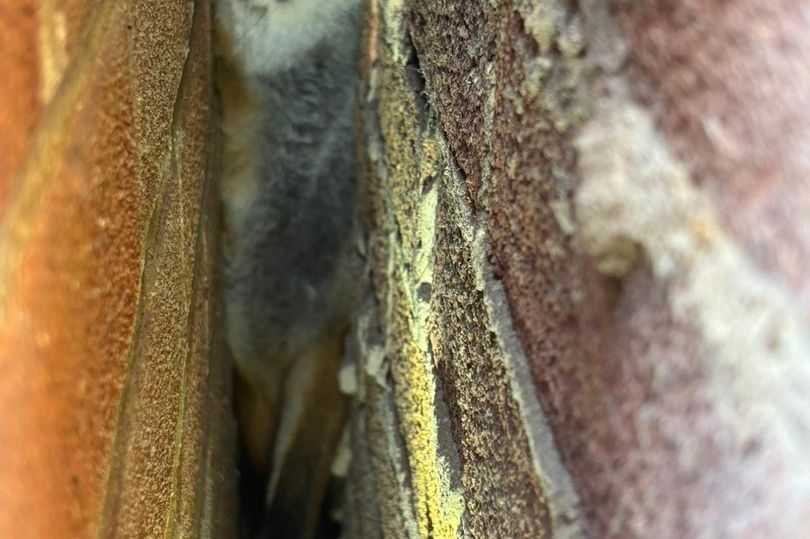 Fantastic fox rescue as trapped creature freed with cunning plan