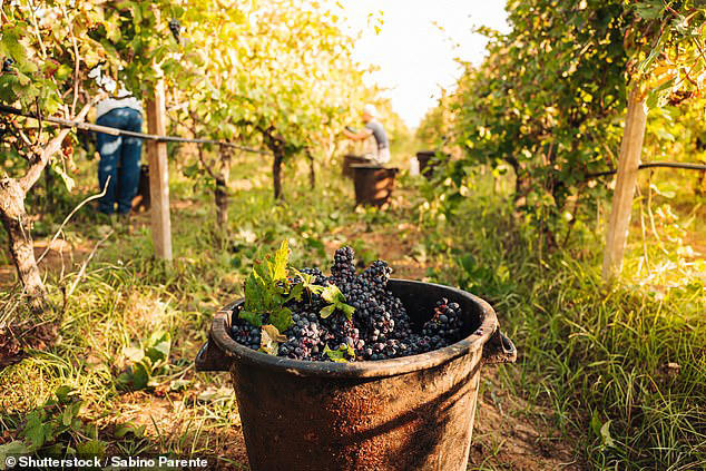 Autumn also marks the grape harvest season in Puglia, offering the perfect opportunity for wine lovers to sample the region's celebrated red and white varieties