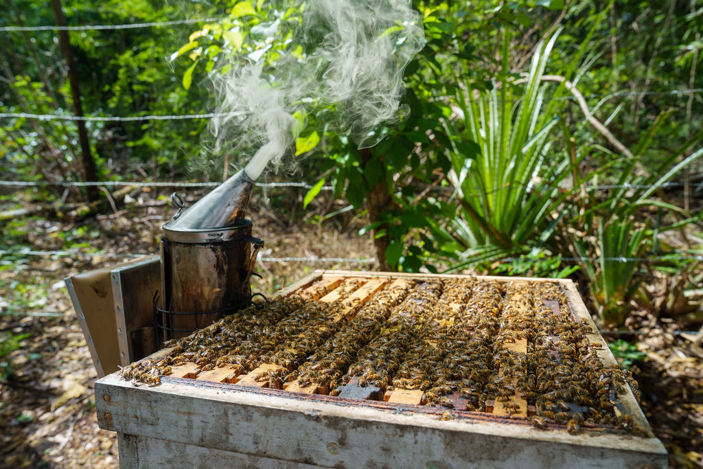 This Blue Zone diet can help you live past 100 — and Americans are flocking to a high-end resort to eat it