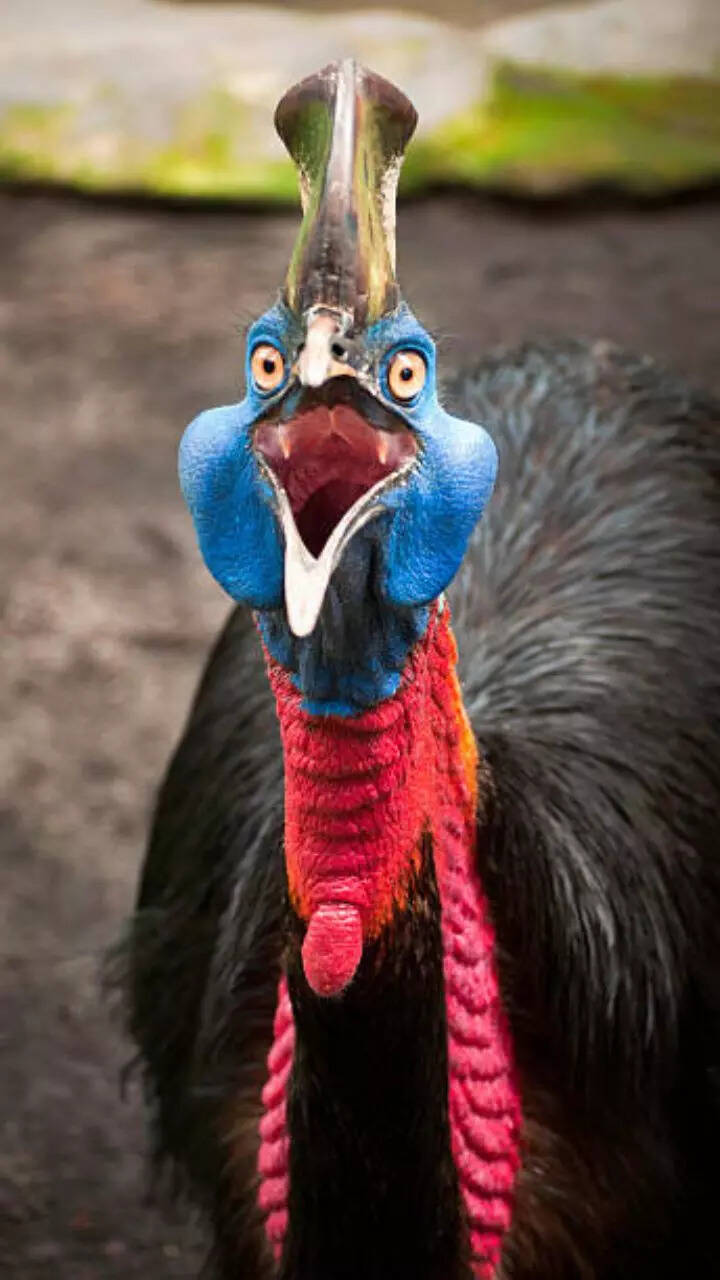 Shine on: 8 animals with nature’s brightest crowns