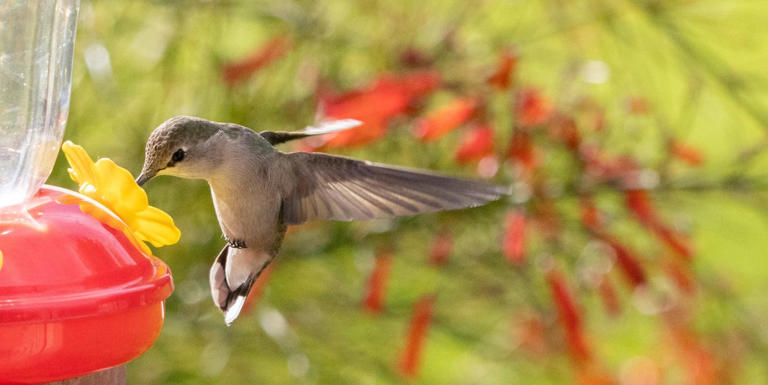 Should I Take Down My Hummingbird Feeder Now?