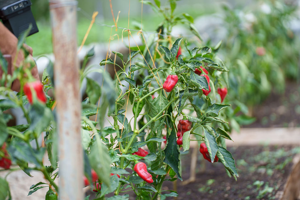 This Blue Zone diet can help you live past 100 — and Americans are flocking to a high-end resort to eat it