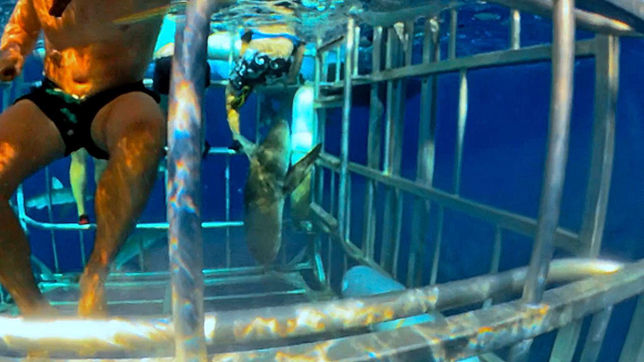 Un pequeño tiburón se cuela en una jaula de buceo Un pequeño tiburón se cuela en una jaula de buceo