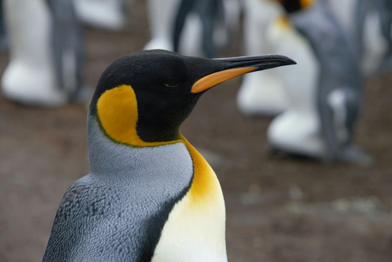 12 Animals That Look Completely Different As Babies Vs Adults