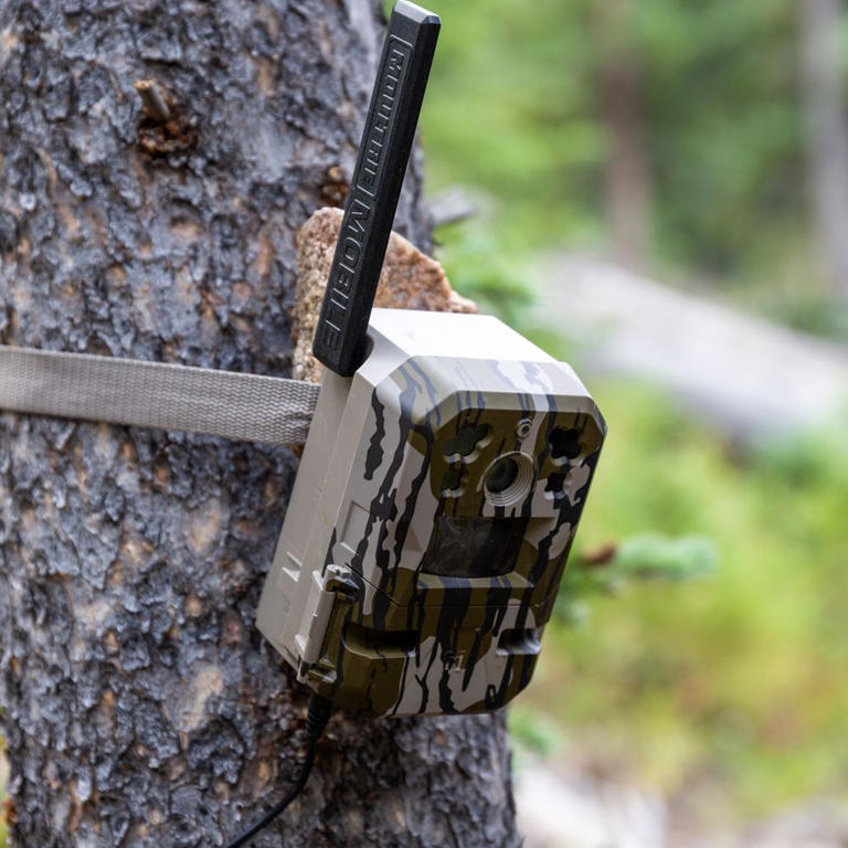 You don't need to overspend to get an effective trail camera. These ...