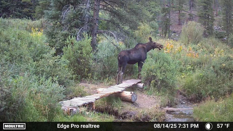 You You Don't Need to Spend a Lot to Get an Effective Trail Camera ...