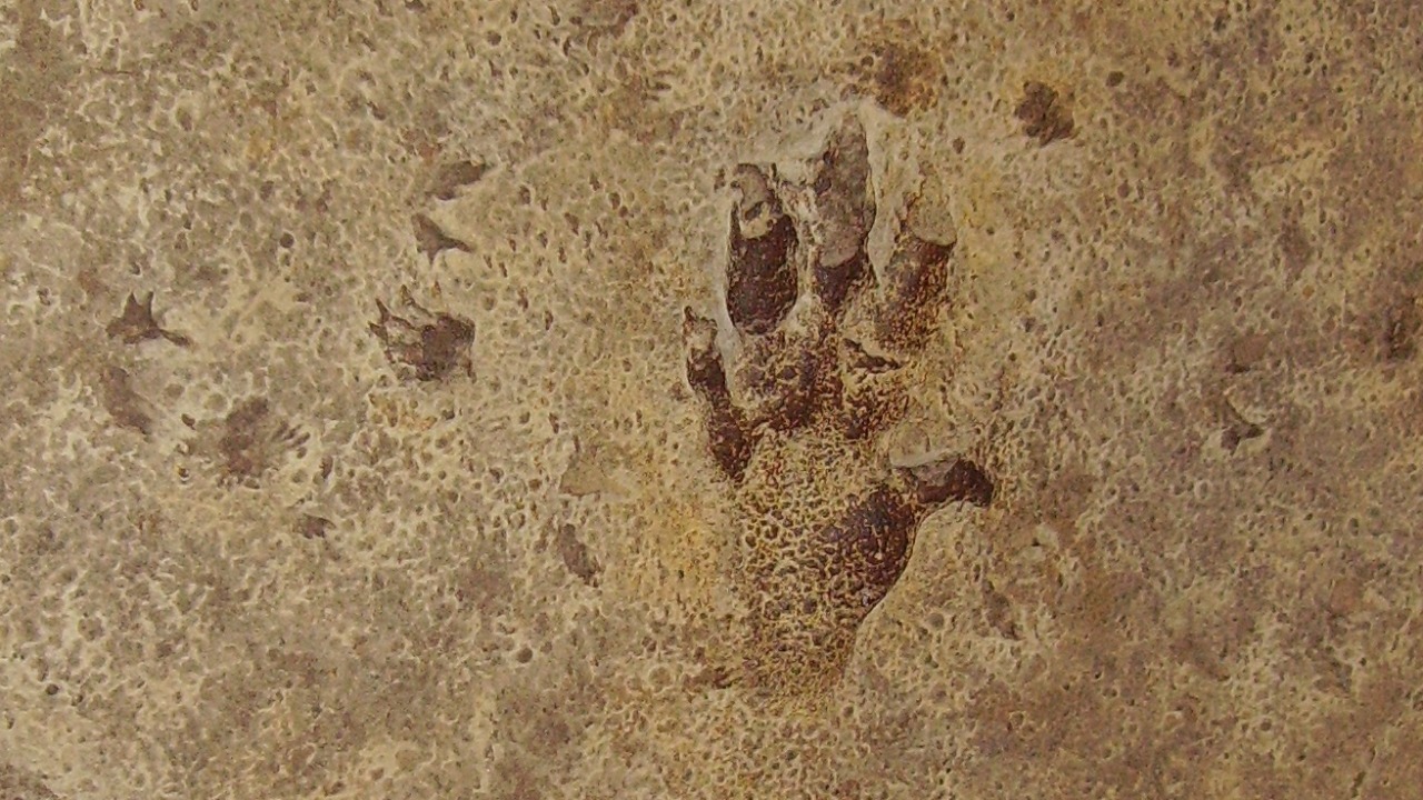 Hiker finds fossilized footprints from pre-dinosaur creatures