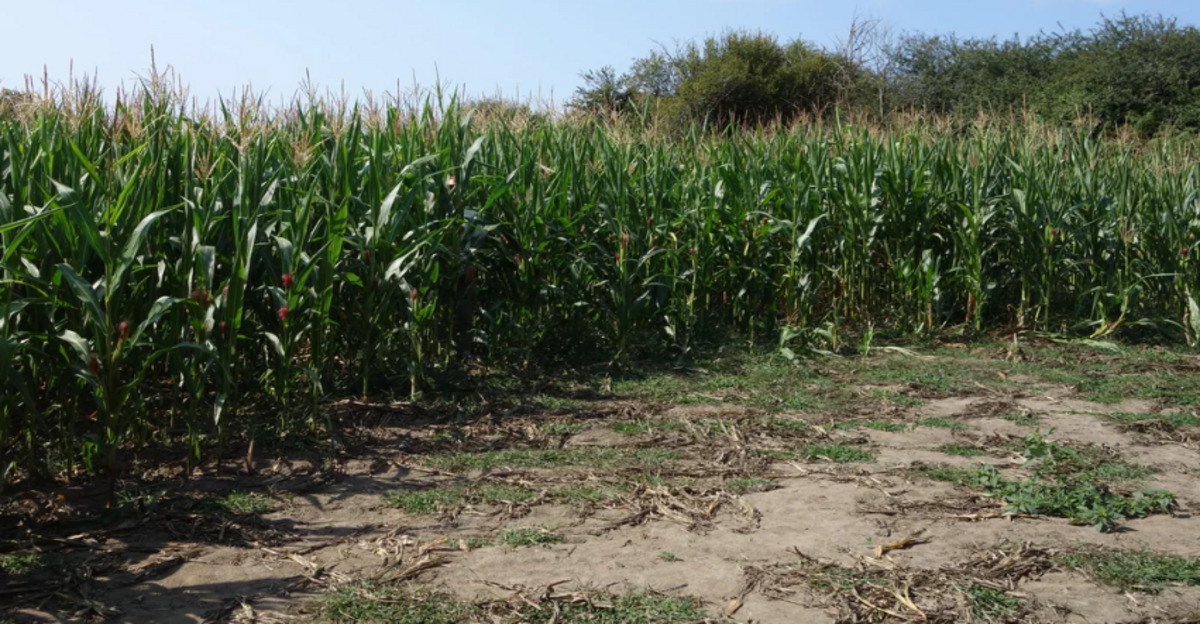 25 Photos of Things Hiding in Plain Sight Masterfully(00)