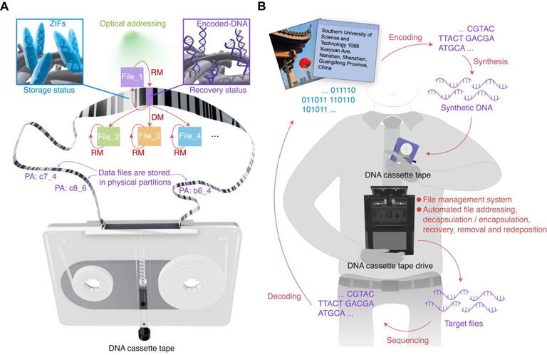 DNA cassette tapes could solve global data storage problems image.