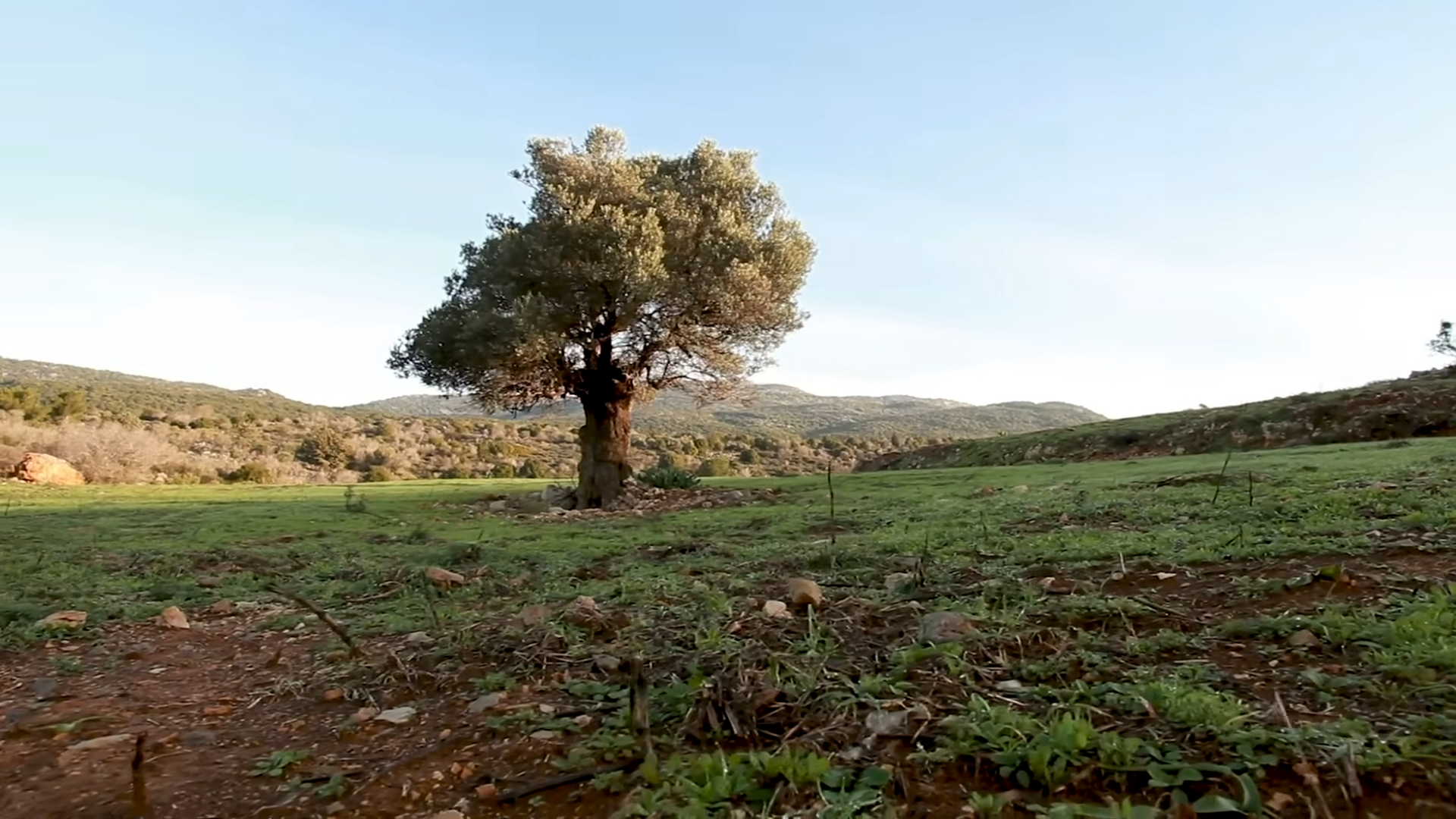 The science of growing a new forest