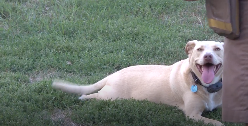 one of the dogs UPS driver sees drowning