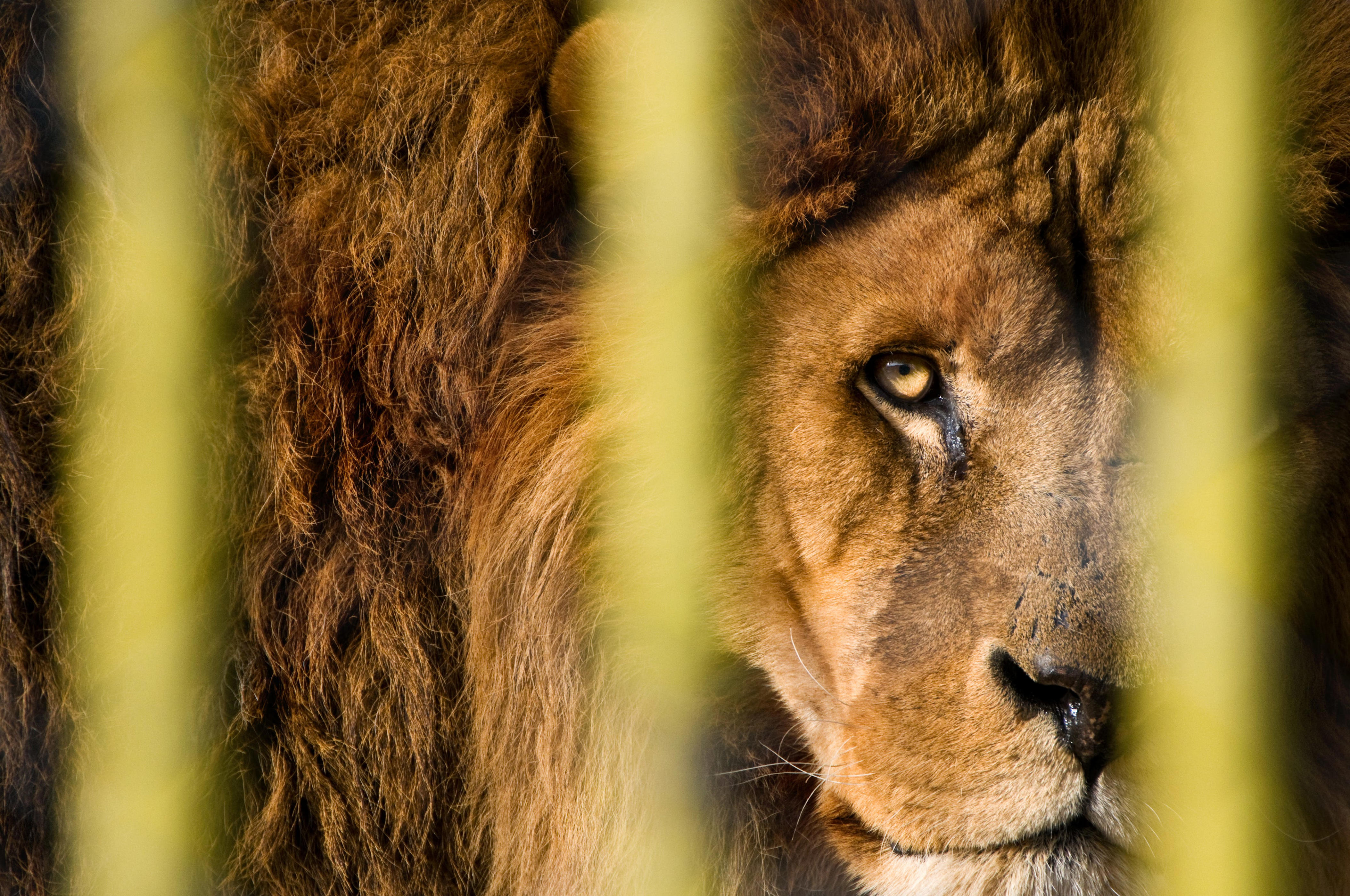 Zookeeper mauled by lions in front of horrified visitors at Thai safari