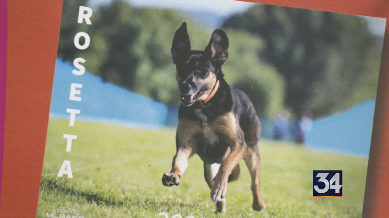 All Paws for a Cause