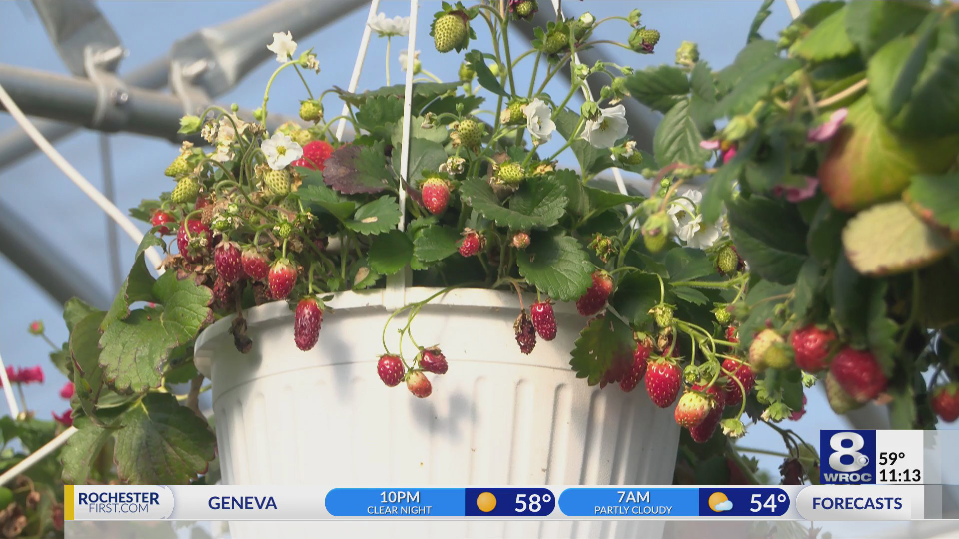 Lack of rain and excess heat takes toll on Rochester area horticulture Lack of rain and excess heat takes toll on Rochester area horticulture