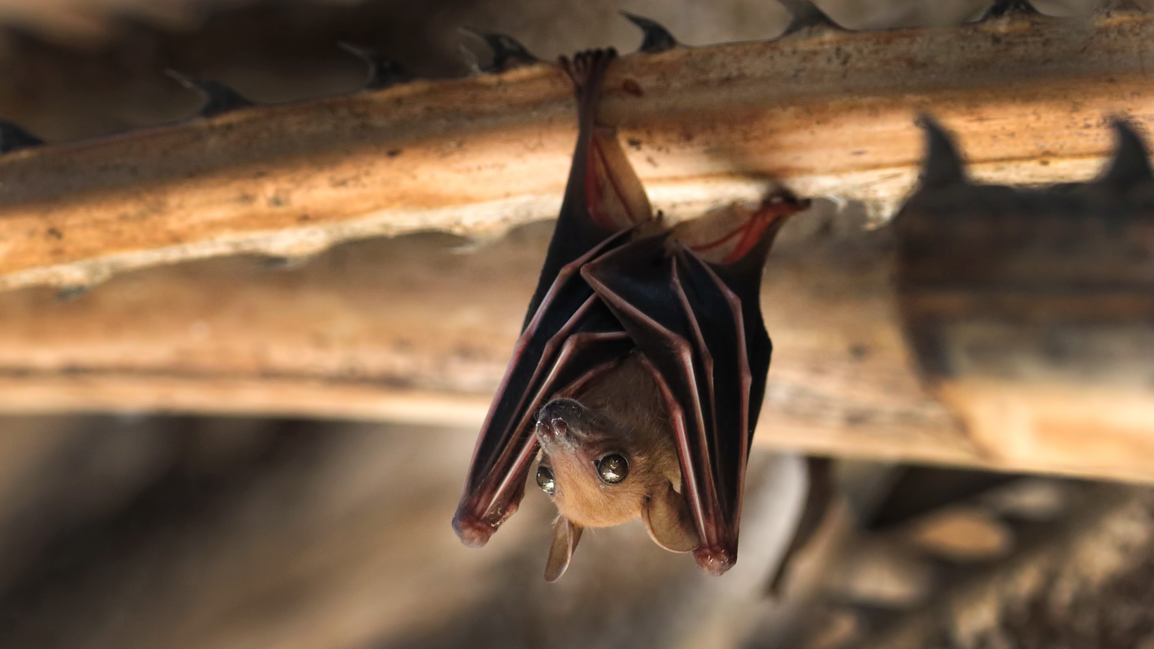 Rabid bath found in Pasadena; residents urged to take caution