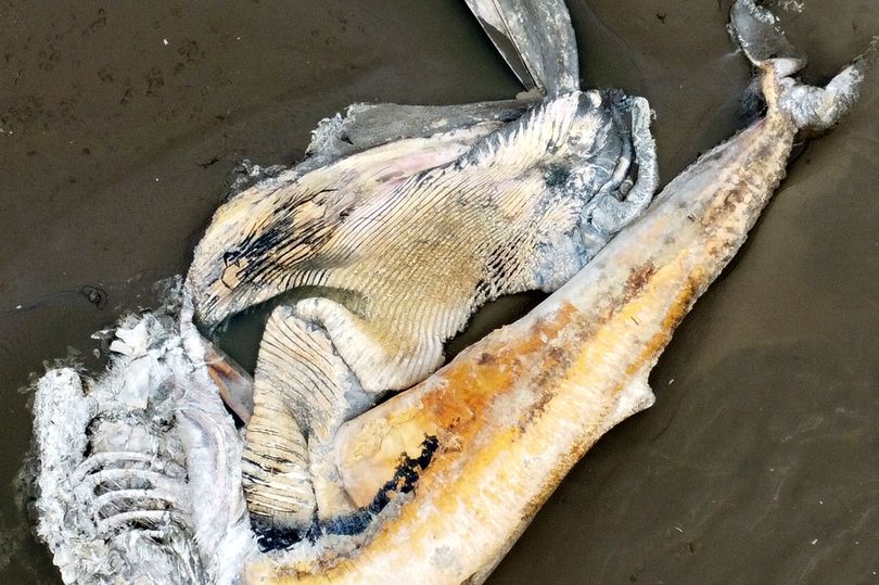 New footage shows colossal size of world's second biggest animal left ...