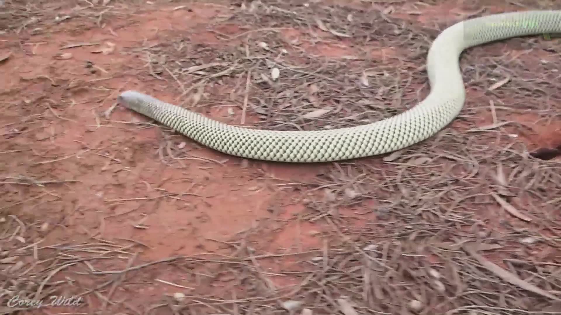 The snake dude vs snakes