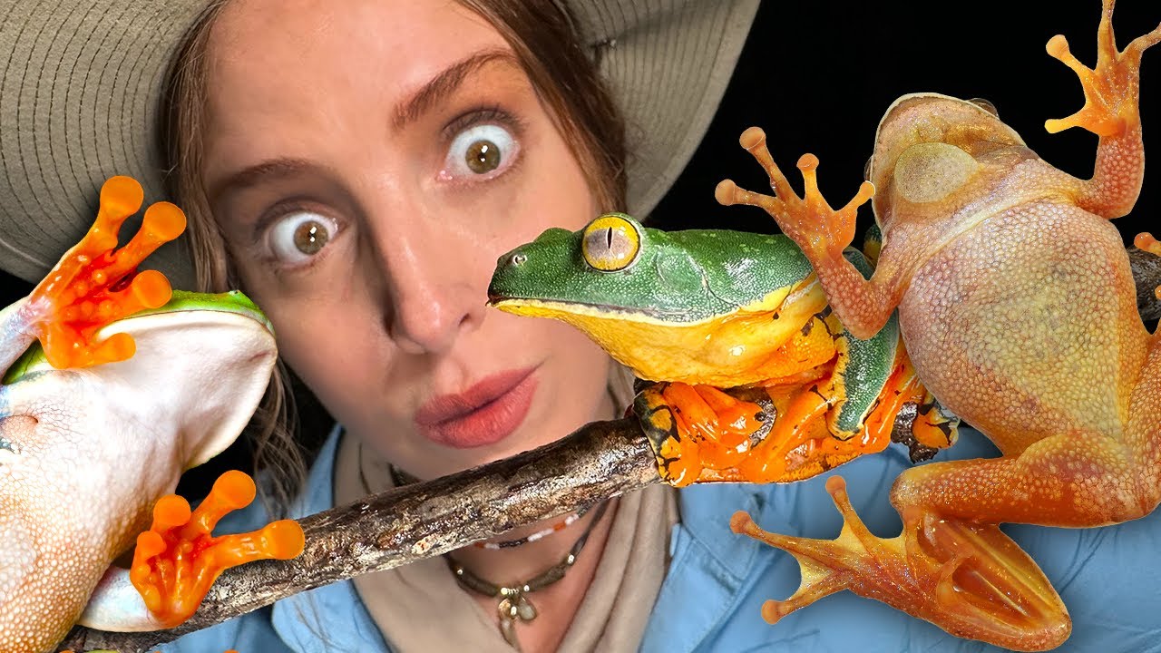 The global search for rare frogs