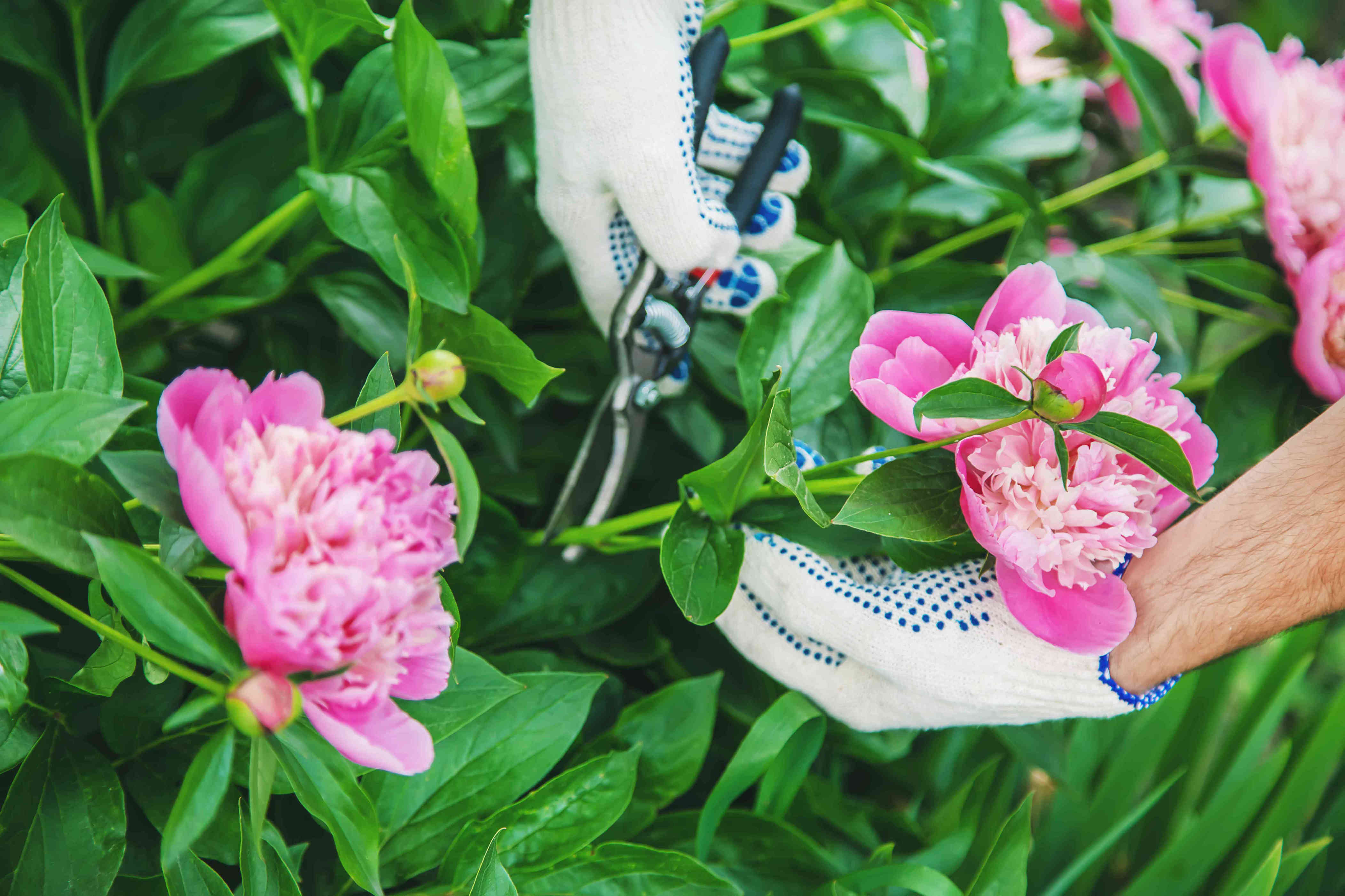 10 Perennials To Prune Now For Healthier More Vibrant Blooms Next Season