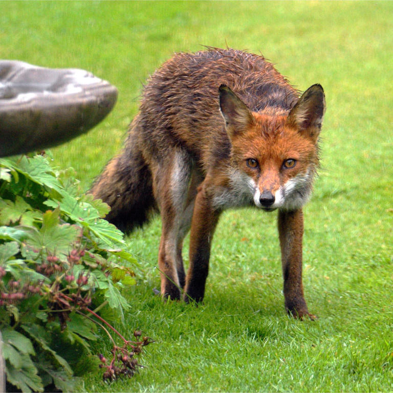 This is what to do if your neighbour is feeding foxes and attracting ...