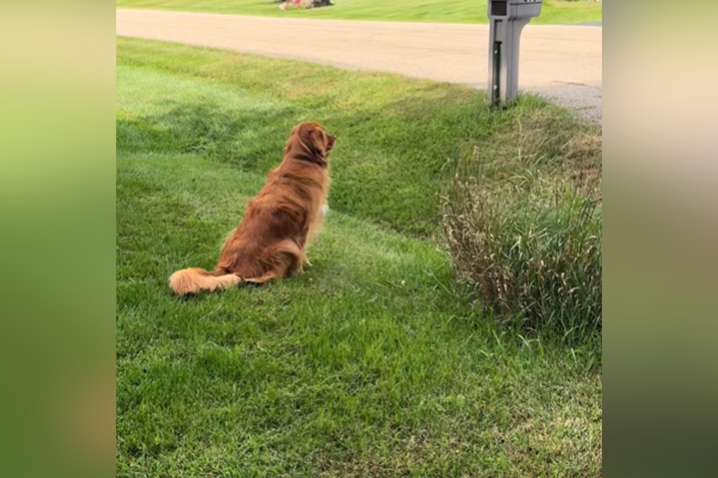 obsessed with love story between neighbor golden retrievers