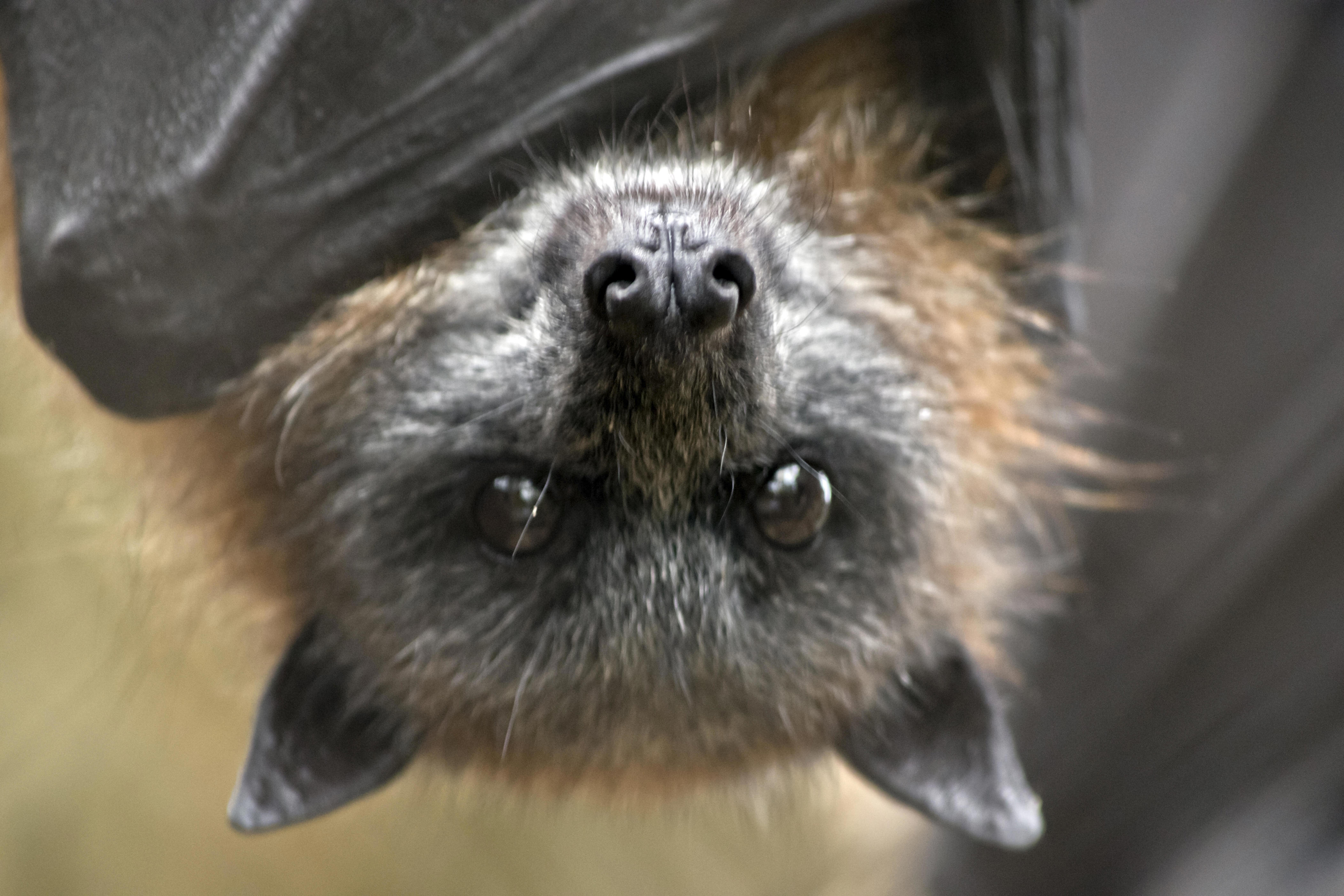 Bat with rabies infects Arden resident after hiding in shoe