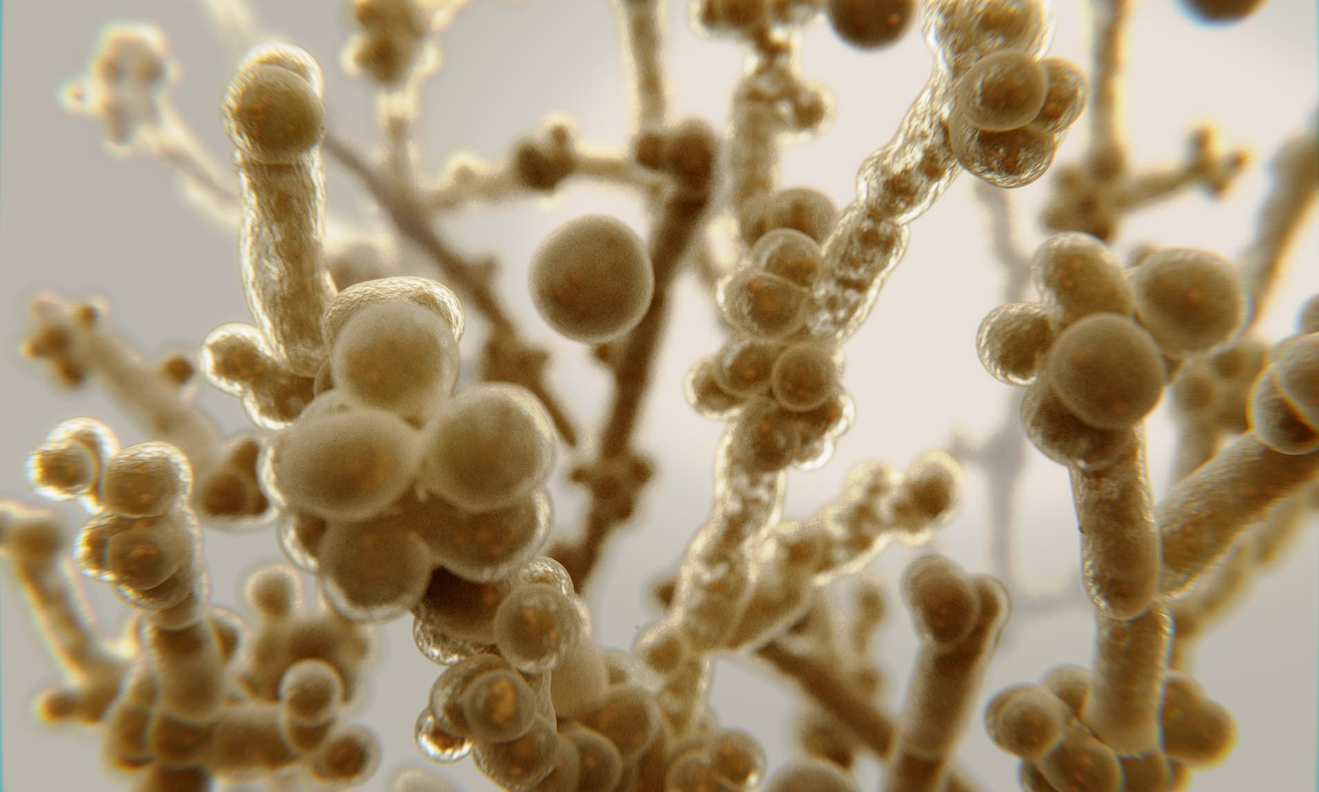 Health chiefs issue warning as drugresistant fungus which kills 60 of