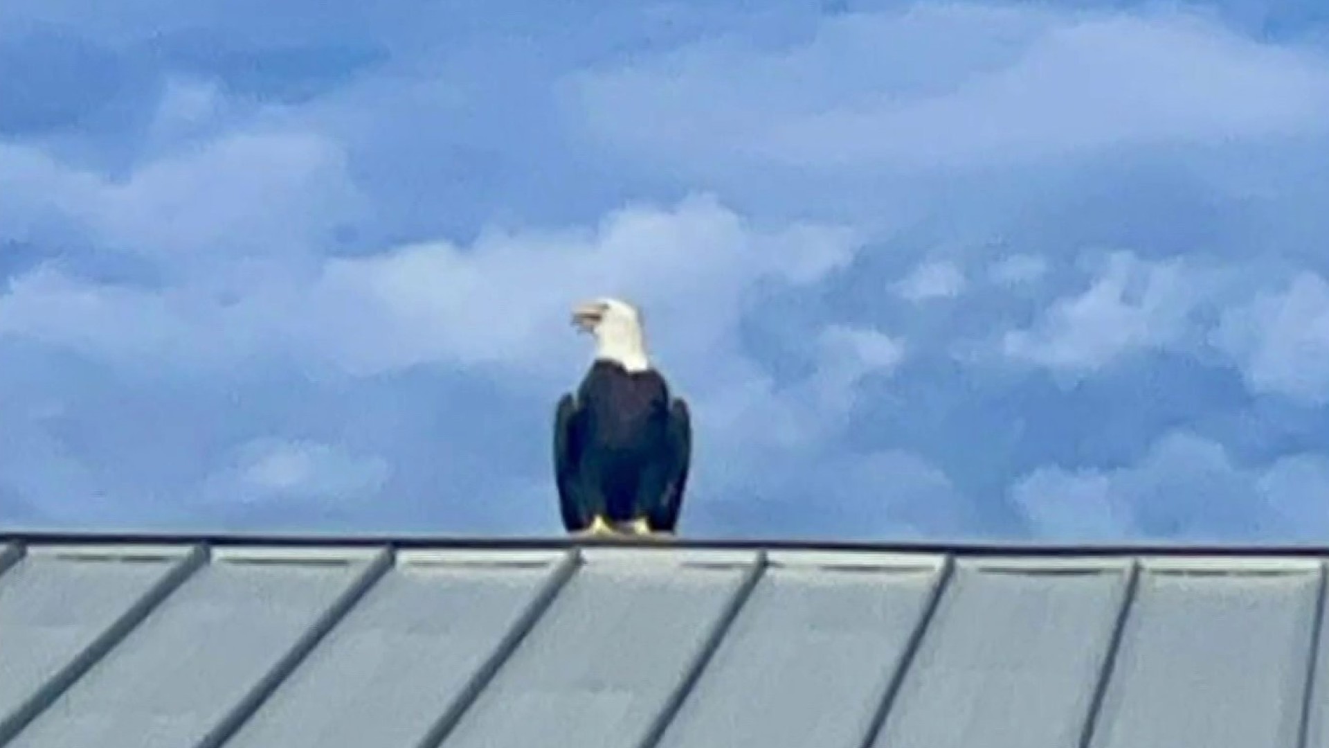 Eagle Lands on Florida Fire House During 9/11 Moment of Silence