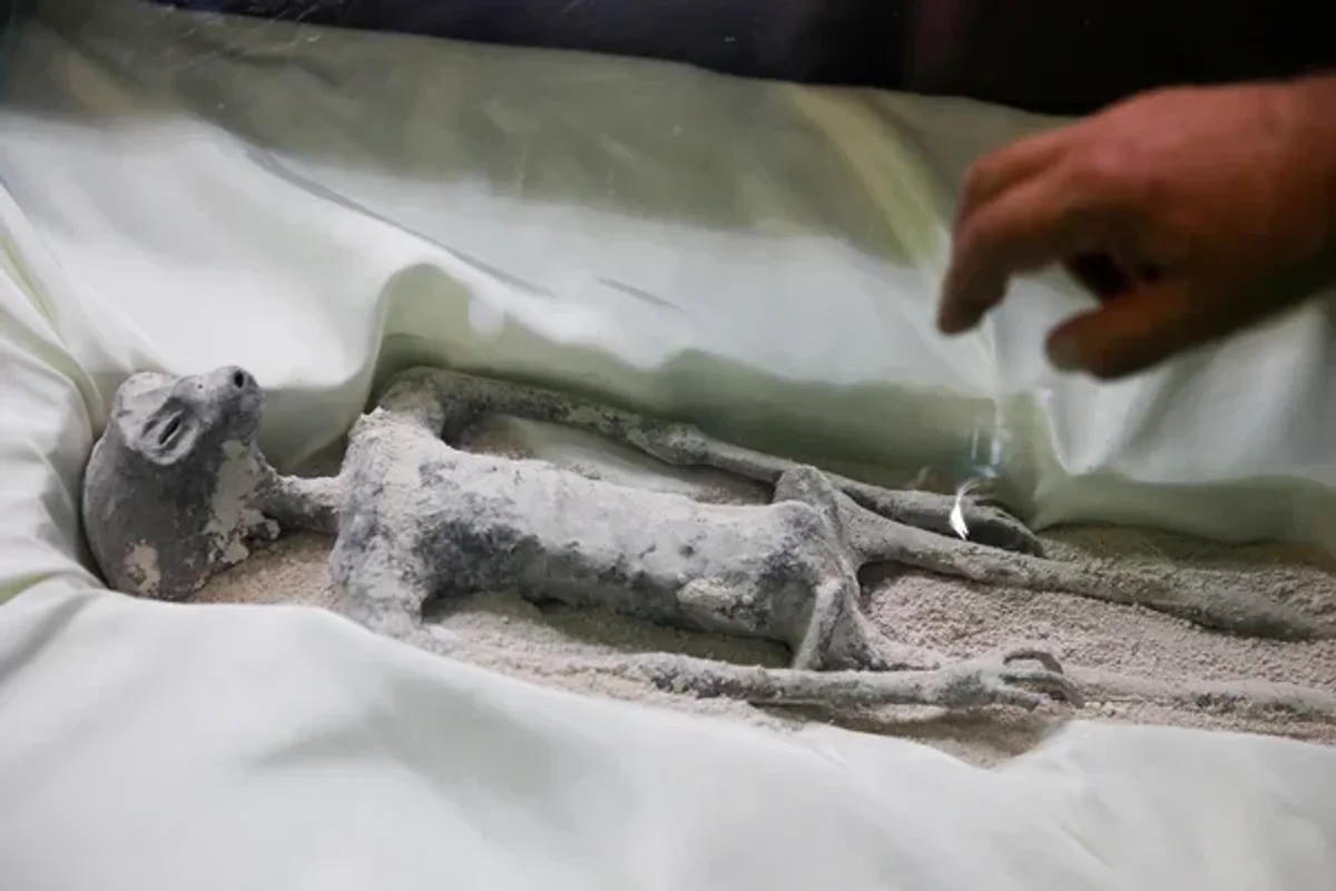 One of the specimens that Maussan insisted was not related to any known Earthly species ((Reuters))